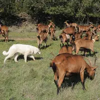 Chien de protection au milieu d'un troupeau de chèvres alpines.