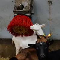 Chèvre et brosse