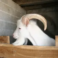 Bouc de race saanen