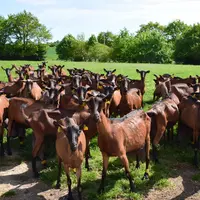 Chèvres alpines au pâturage