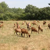 Chèvres au pâturage en été