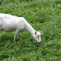 Chèvre au pâturage en Lozère