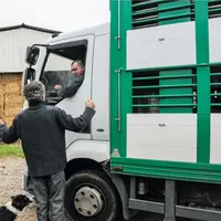 Transport d'animaux vivants. camion bétaillère. ovins. chargement. éleveur et chauffeur de camion. discussion. agriculteur et chien. cour de ferme.