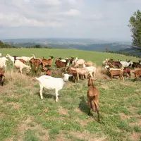 Chèvres en occitanie