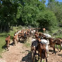 Chèvres allant au pâturage