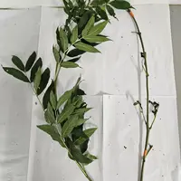 Branche de frêne avant et après le passage dans l'auge des chèvres