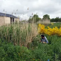 Filtre à roseaux et éleveur
