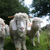 Chèvres angoras dans la Manche