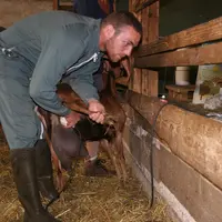 Echographie de chèvres