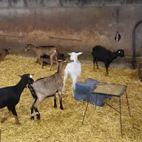 Des chevrettes dans leur enclos