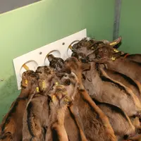 Chevrettes à la louve