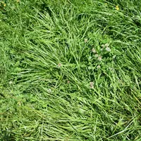 Prairie multiespèce