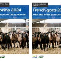 Les chiffres-clés caprins du GEB en français et en anglais
