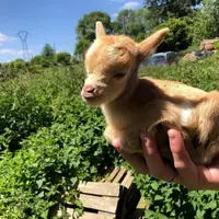 Chevreau miniature dans une main