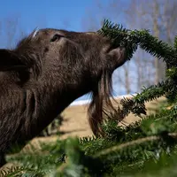 Chèvre broutant un sapin de Noël recyclé