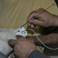Insémination d'une chèvre