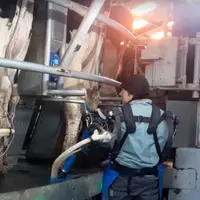 Traite des vaches avec un exosquelette
