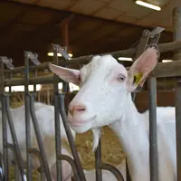 Chèvre saanen dans le Lot