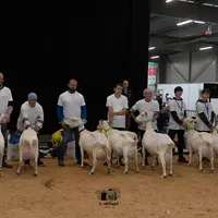 Présentation des chèvres saanen sur le ring de Ferme Expo Tours