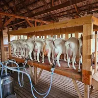 Traite à La ferme Las Ramadas au Chili
