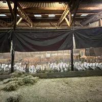 Bâtiment tunnel pour les chèvres sous un hangar