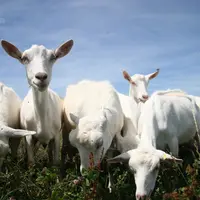 chèvre saanen au pâturage