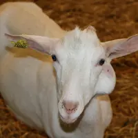 Chèvre saanen avec un abcès caséeux
