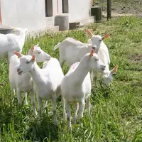 Chevrettes saanen au pâturage