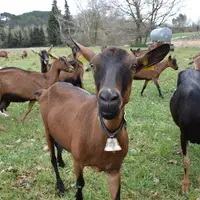 Chèvres au pâturage dans les Bouches-du-Rhône