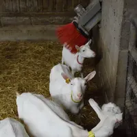Les chèvres utilisent les brosses pour se décontracter.