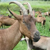 Chèvre cornue dans les Alpes-Maritimes