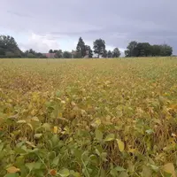 Soja début septembre en région Centre-Val de Loire