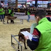 Concours de jugement des chèvres par les jeunes au salon de l'agriculture