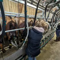 Traite des chèvres dans la Sarthe