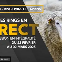Suivez le ring ovin-caprin en direct !