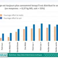Quantité de fourrage ingéré par les chèvres selon qu'il soit distribué le matin ou le soir