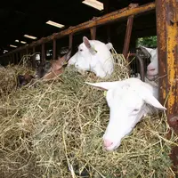 Chèvres à l'auge avec du foin