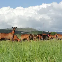 Chèvres du Pradel au pâturage en mars