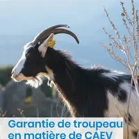 Référentiel temporaire de la garantie de troupeau en matière de Caev