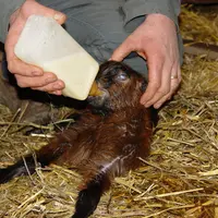 <em class="placeholder">Distribution de colostrum de chèvre à la naissance</em>