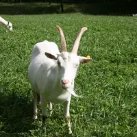 Chèvre saanen cornue au pâturage