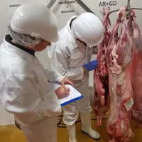 Observation des carcasses des chevreaux