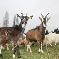 Chèvres des fossés