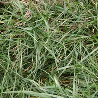 Herbe de mars