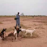 Abdou Salam Tandia au milieu des chèvres en Mauritanie