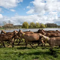 Des chèvres à Rians en mars 2021