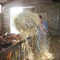 Distribution du foin à la chèvrerie