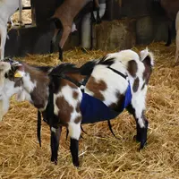 un bouc avec un tablier