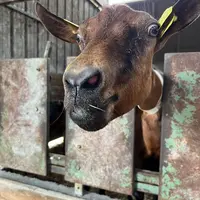Chèvre avec tumeur nasale
