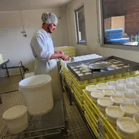 Fabrication de fromage de chèvre picodon au Pradel, en Ardèche